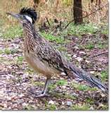 Roadrunner