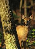 Whitetail Deer