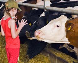 4H Steer